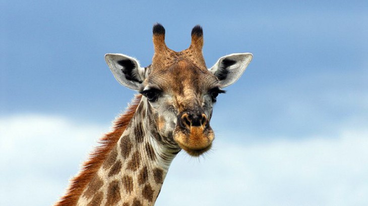 Giraffe