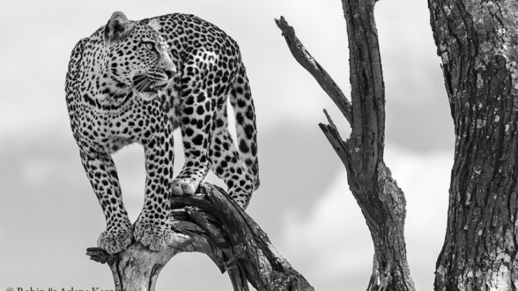 Leopard, Serengeti