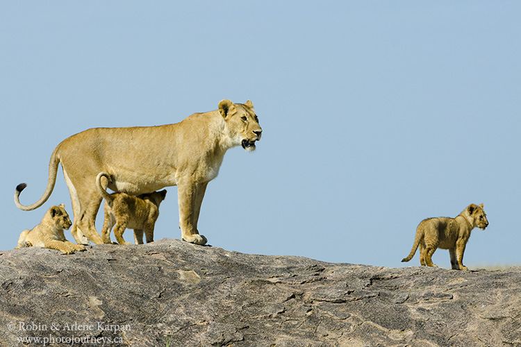 lioness and cubs, Tanzania