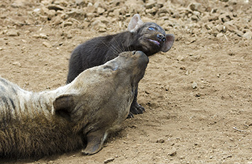 hyena mother and cub