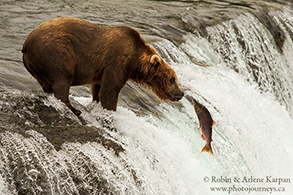 Alaskan Brown Bear and salmon Katmai National Park, Alaska, USA