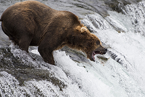 Alaskan Brown Bear and salmon Katmai National Park, Alaska, USA