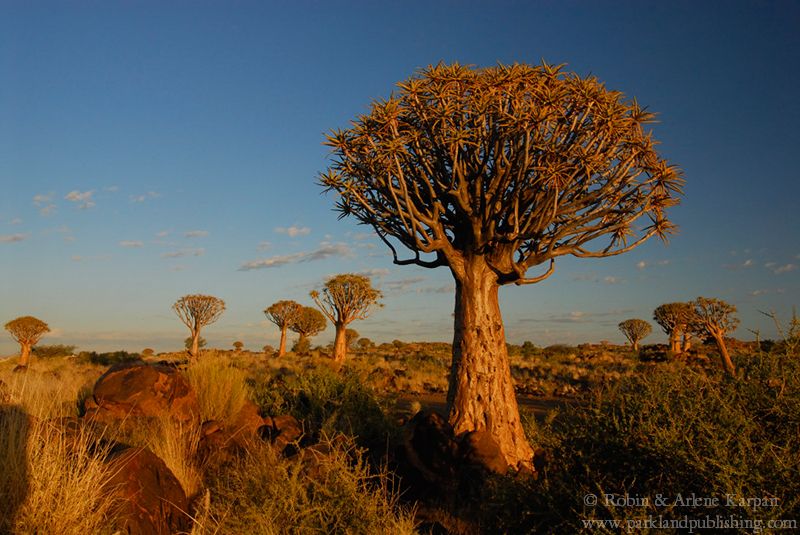 Quiver trees