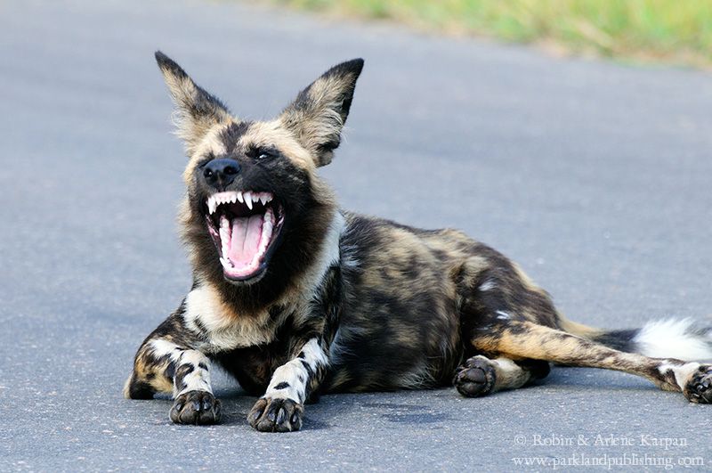 African wild dog, Kruger National Park, South Africa.