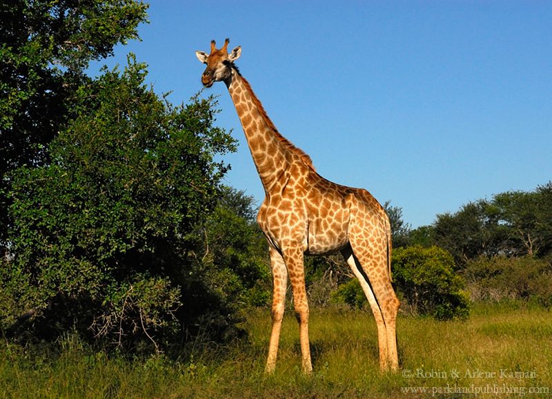 giraffe