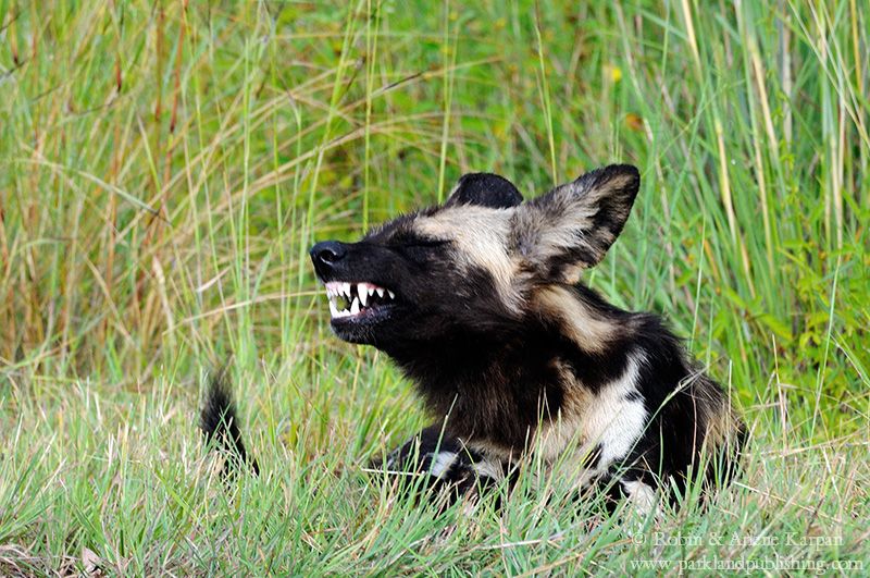 African wild dog, Kruger National Park, South Africa.