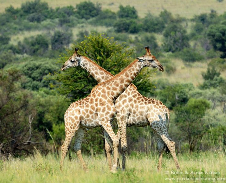 giraffes