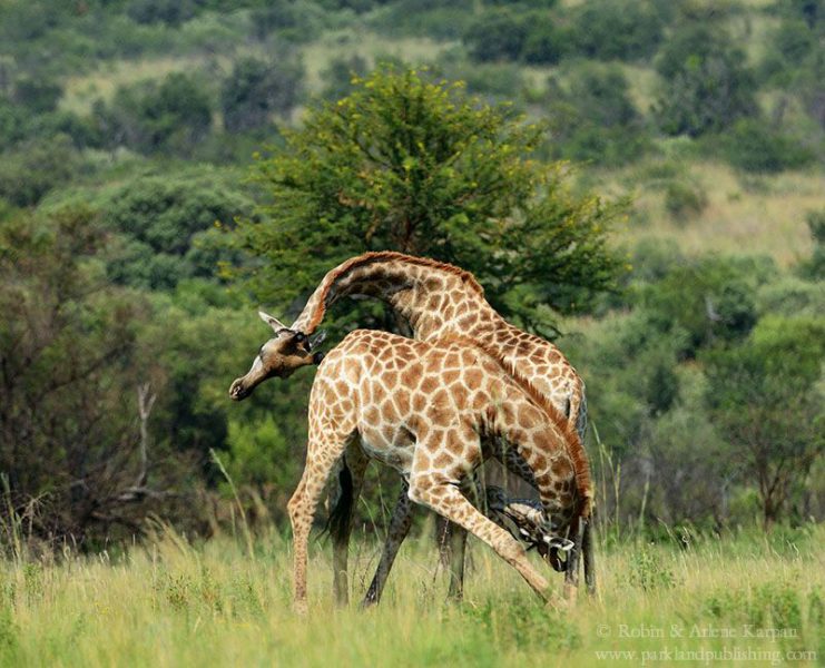 giraffe,