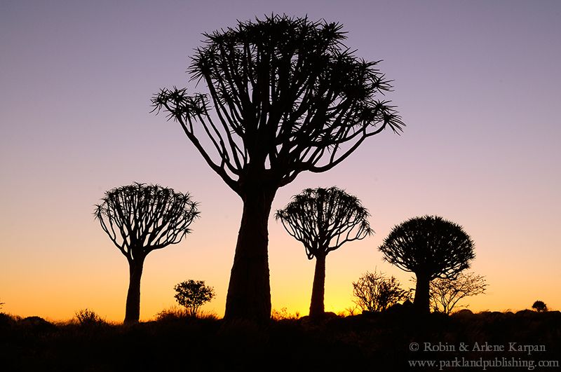 Quiver tree