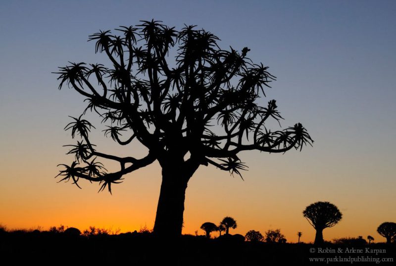 Quiver trees, Quiver Tree Forest, Namibia