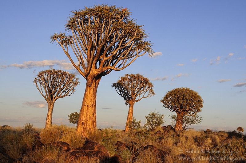 Quiver Trees