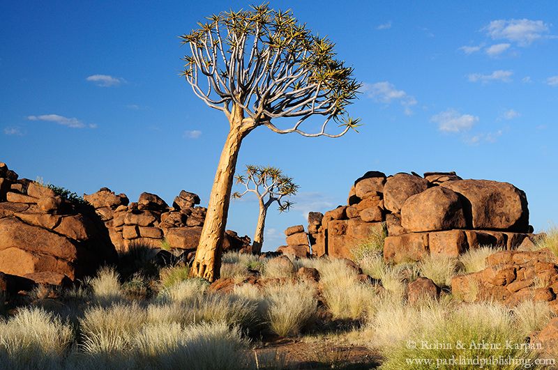 giant's playground, quiver tree