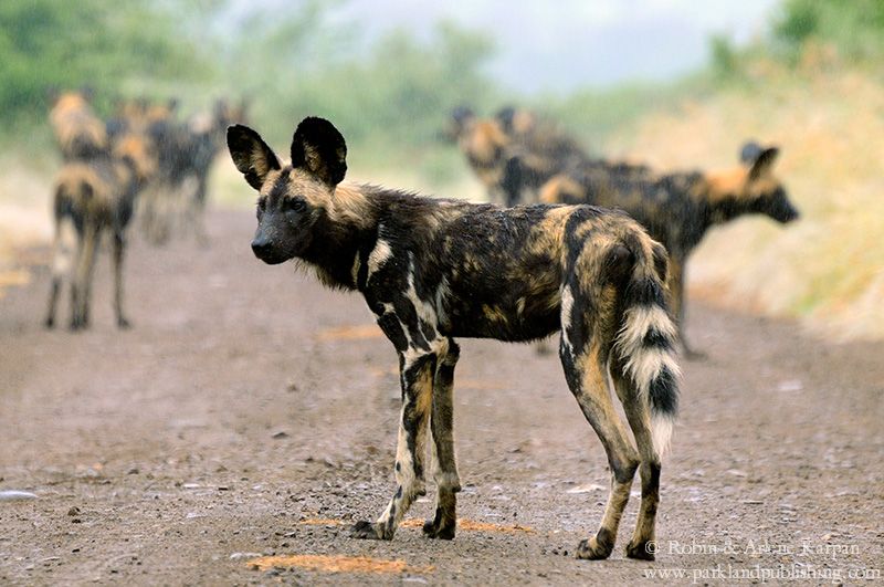 African wild dog, Kruger National Park, South Africa.