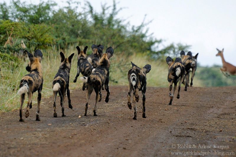African wild dog, Kruger National Park, South Africa.