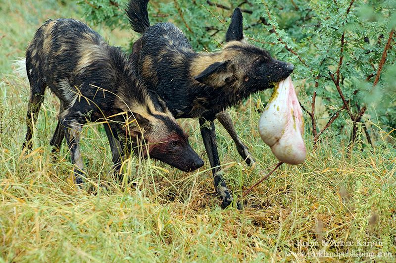 African wild dog, Kruger National Park, South Africa.