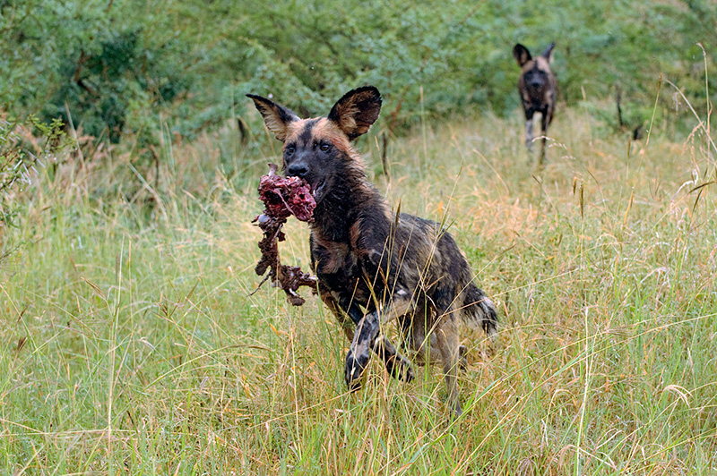 wild dog