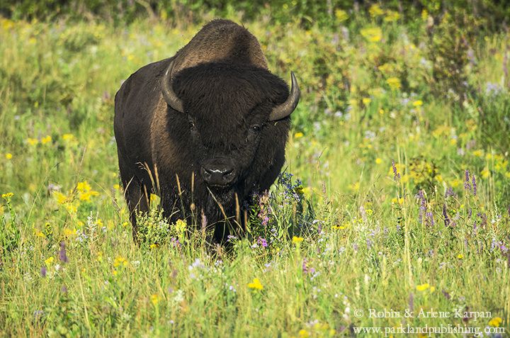 bison