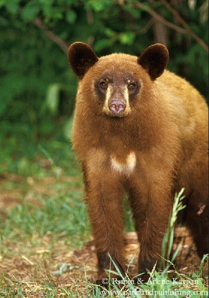 cinnamon black bear