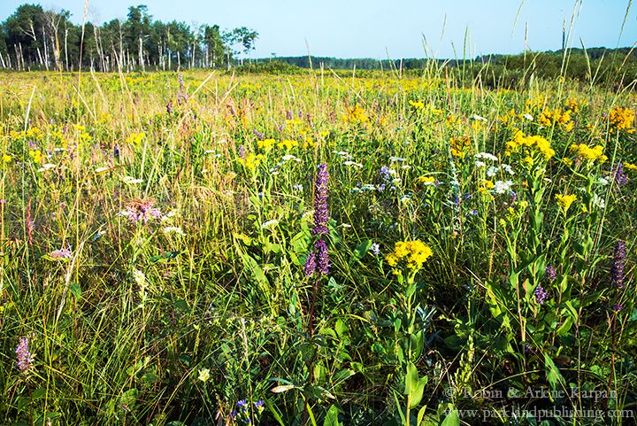 wildflowers