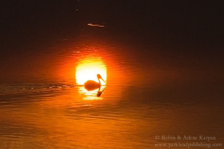 pelican at sunset