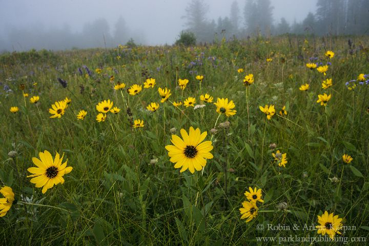 wildflowers