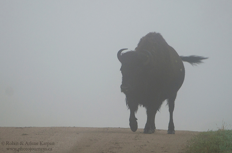 bison