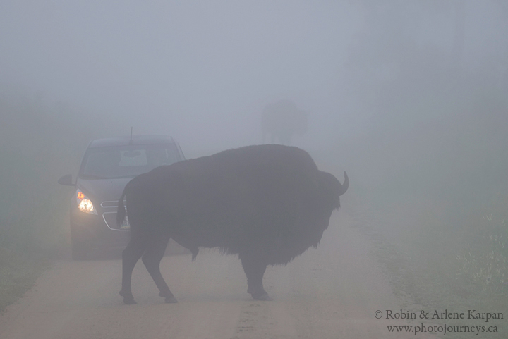 bison