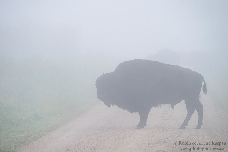 bison