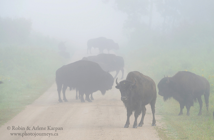 bison