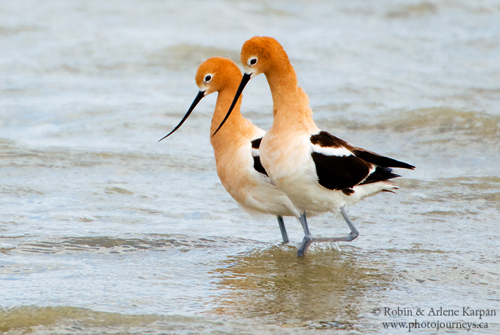 American avocets