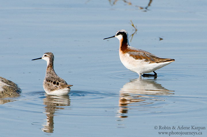 Wilson's phalaropes