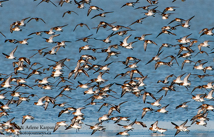 Sanderlings, Chaplin