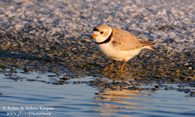 Piping plover, Chaplin, Saskatchwan