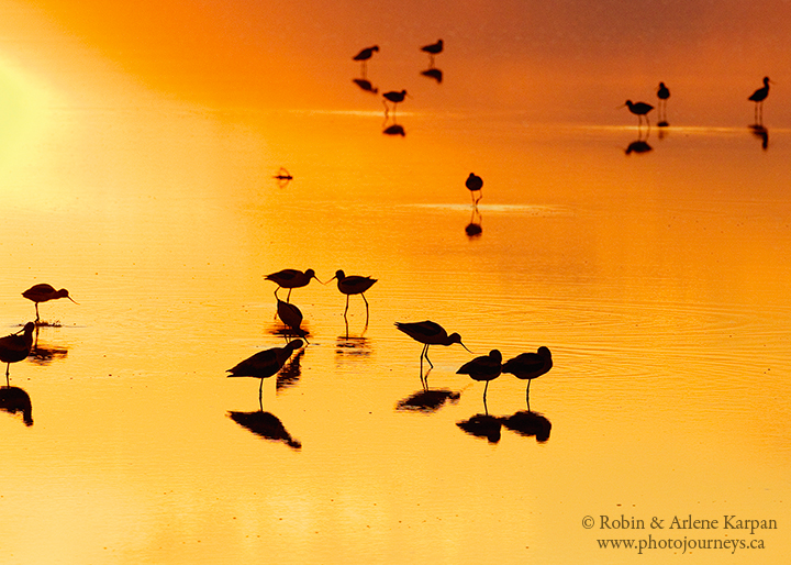 American avocets