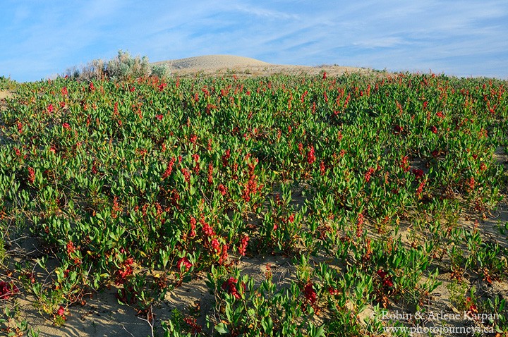 sand dock, great sand hills saskatchewan