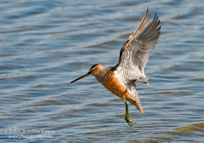 Dowitcher, Chaplin, Saskatchewan