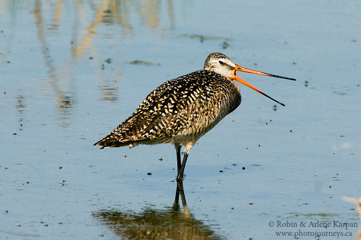 Marbled godwit