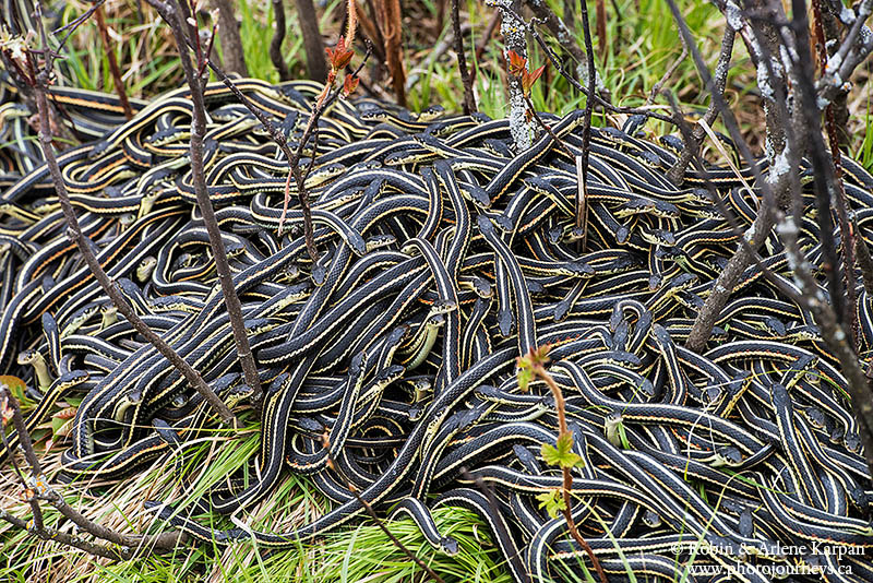 garter snakes, Fort Livingstone