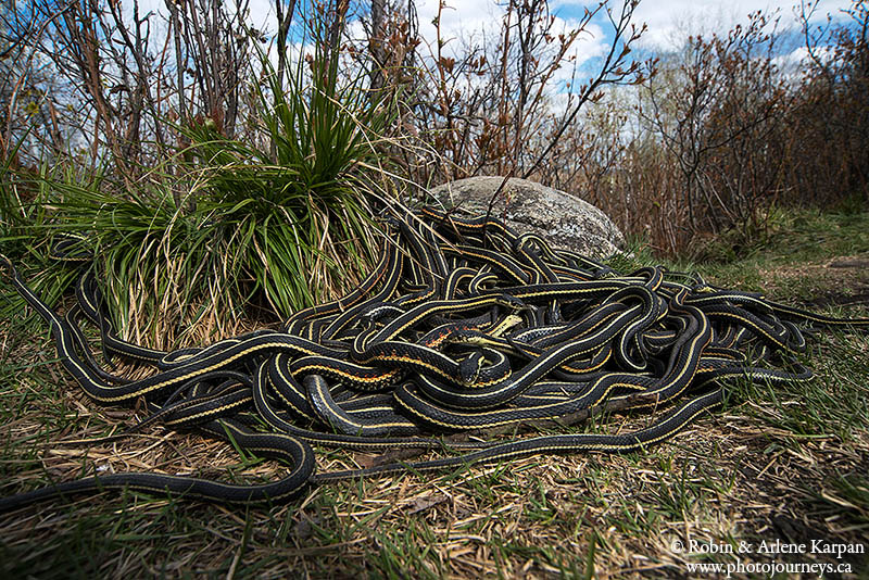 garter snakes, Fort Livingstone