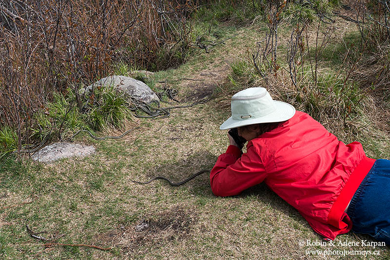 photographing garter snakes, Fort Livingstone