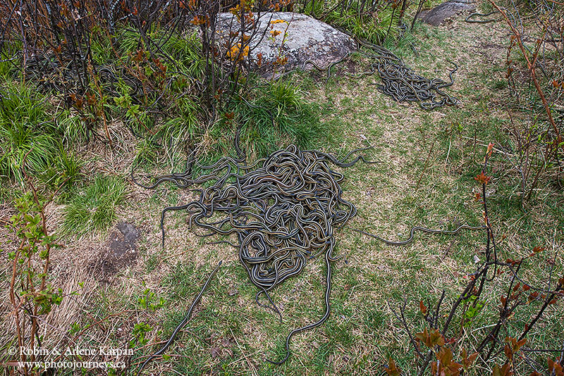 garter snakes, Fort Livingstone SK