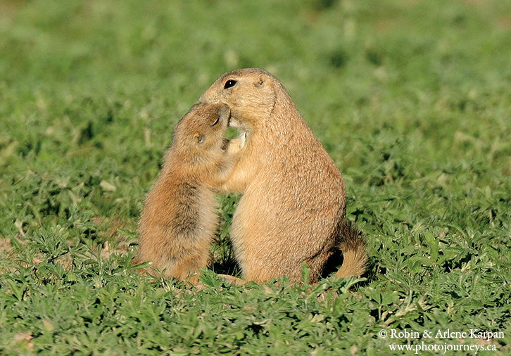 black-tailed prairie dogs