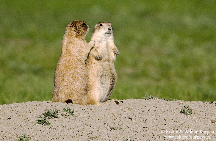 black-tailed prairie dog