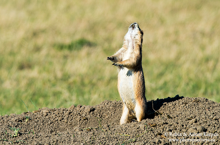 black-tailed prairie dog