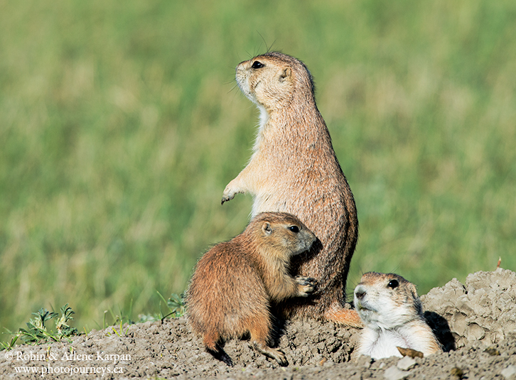 black-tailed prairie dogs