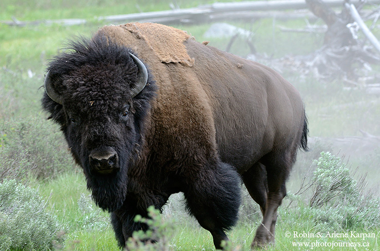 bison, Yellowstone National Park