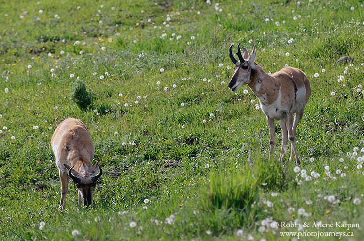 Pronghorn, Yellowstone National Park