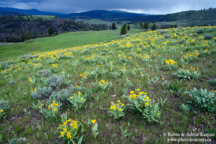 Wildflowers