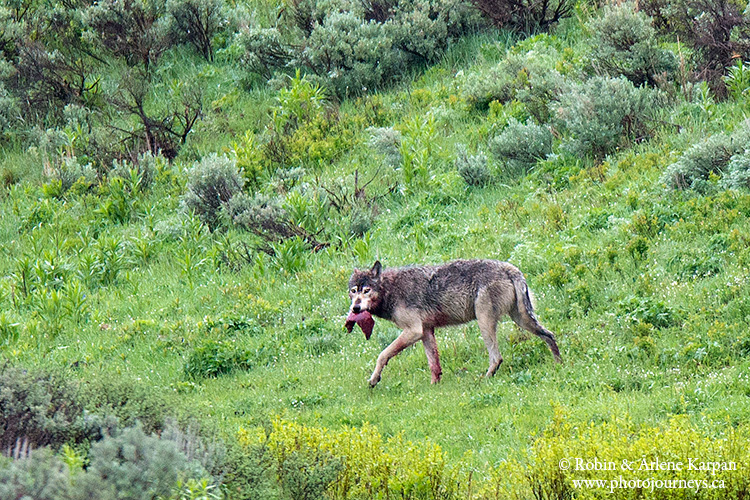 wolf, Yellowstone National Park