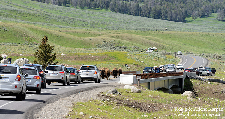 Bison on bridge